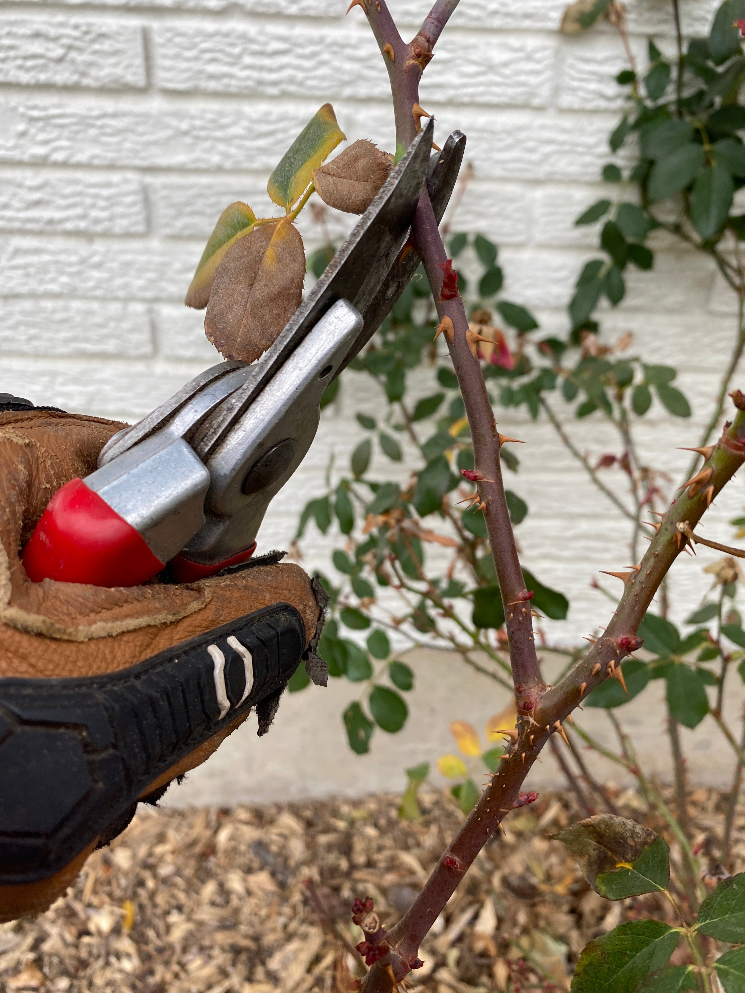 Rose Pruning: How Do You Do It?