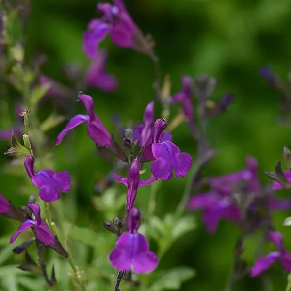 Salvia greggii 'Violet'