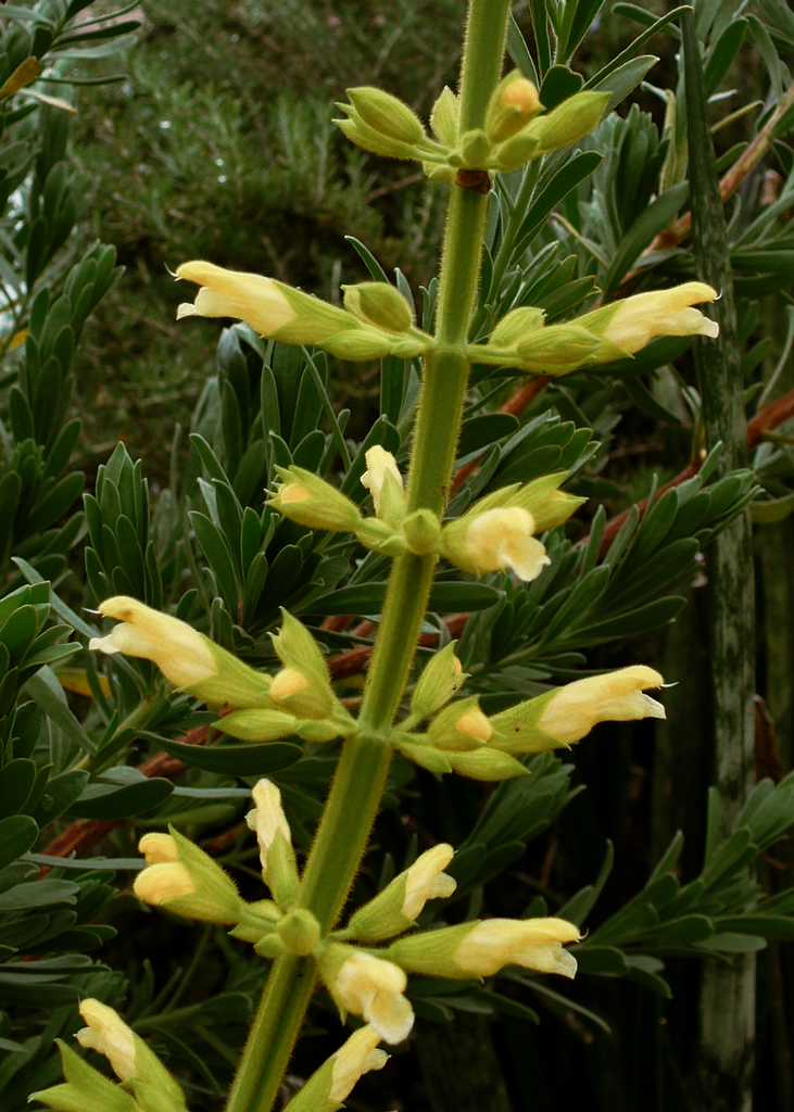 Salvia 'Forsythia'