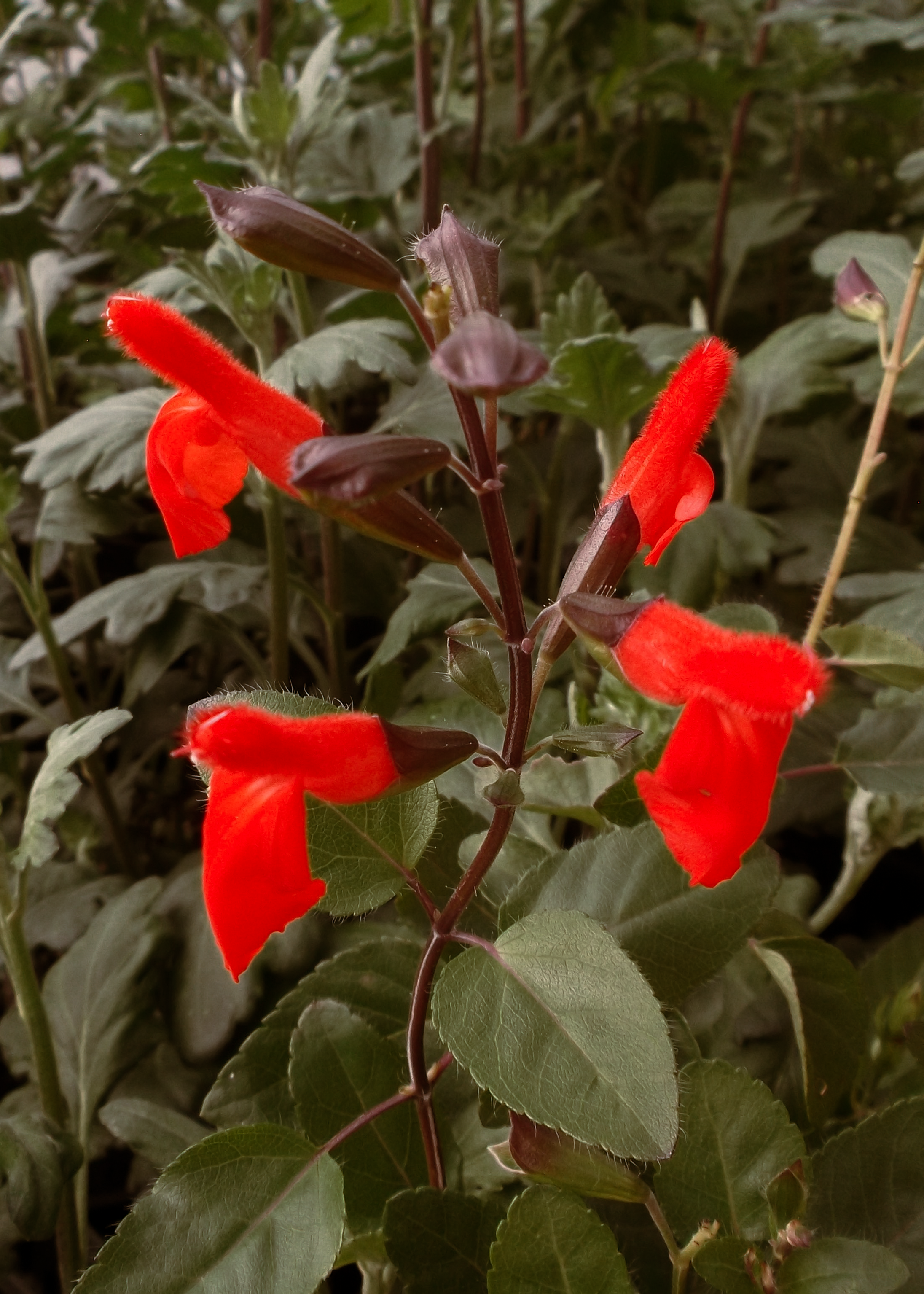 Salvia 'Eyelash-leaf'