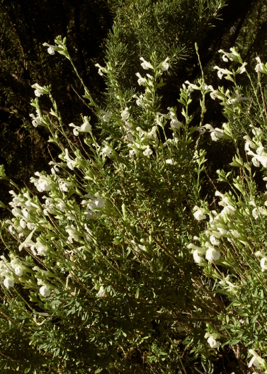 White Sage - Salvia Blanca - 23cm
