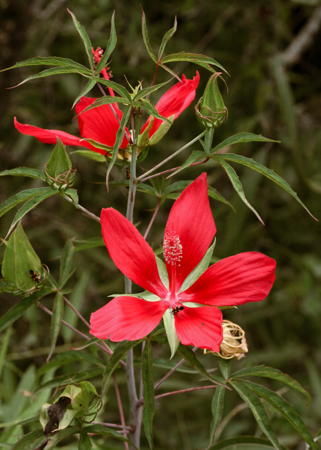 Hibiscus Red - 15 Gallon 