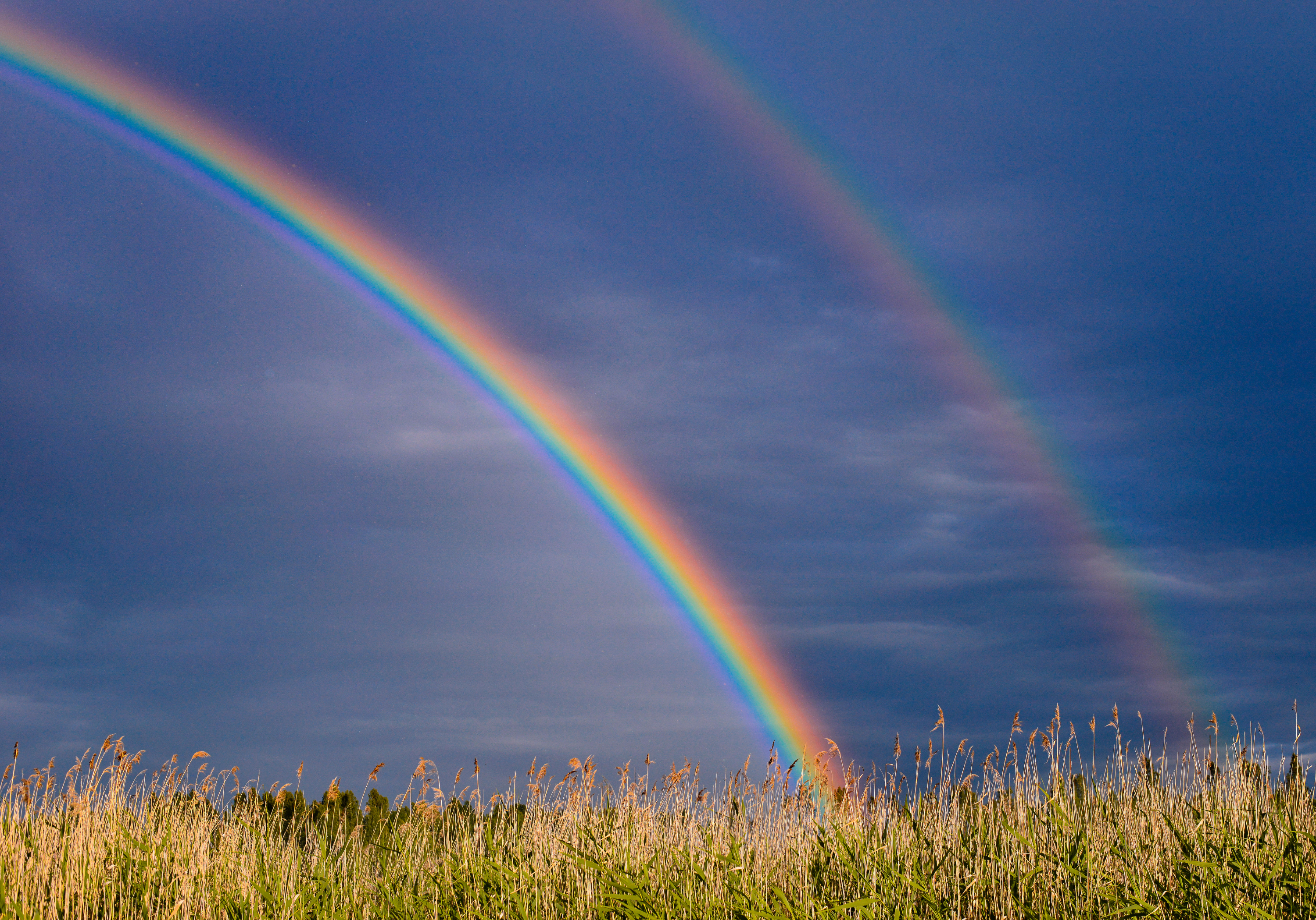 Somewhere Over the Rainbow, How to Plant by Color