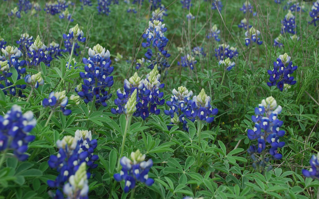 Texas Bluebonnets, a wild drive.