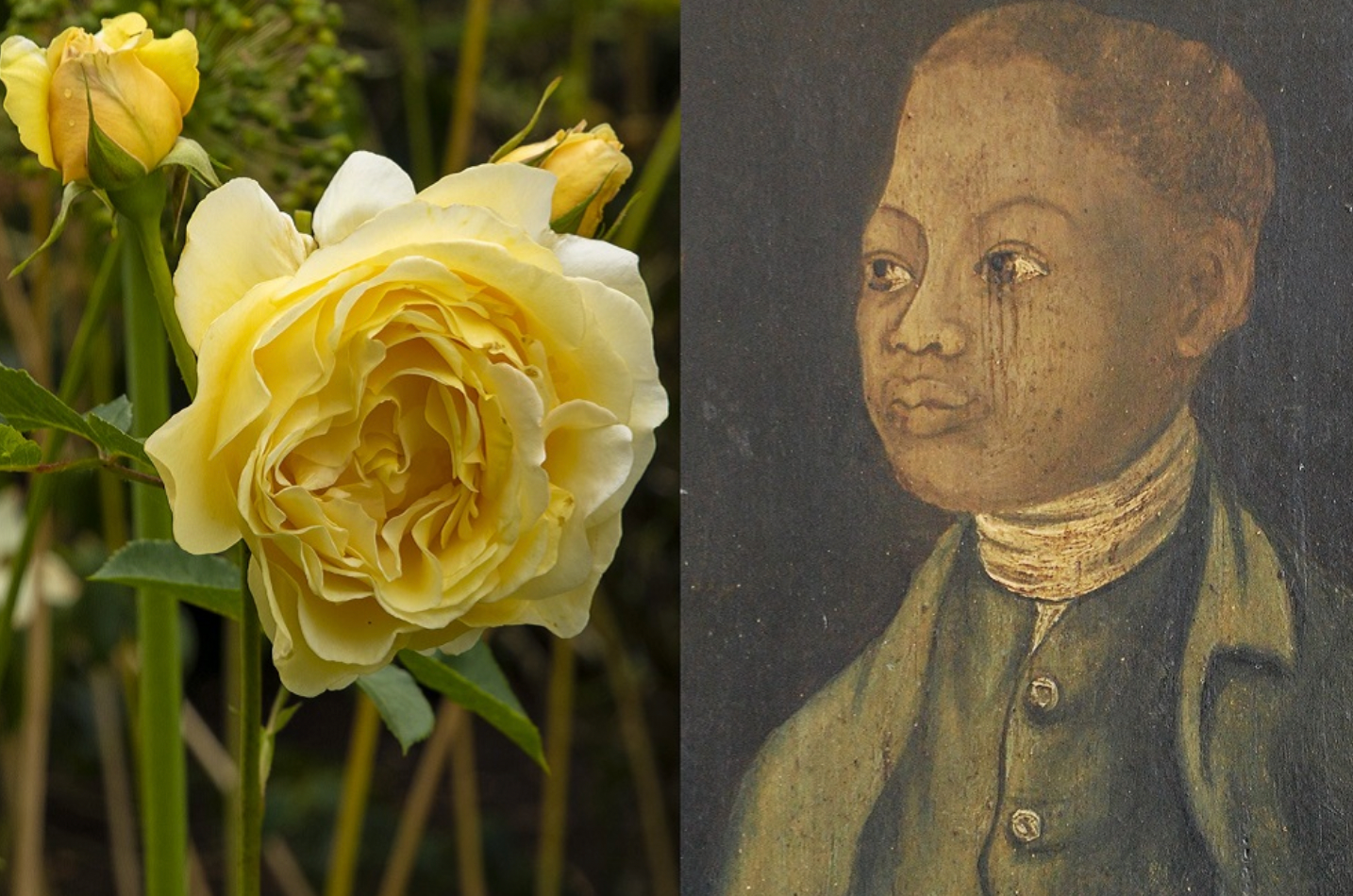 John Ystumllyn: A Gardening Pioneer Honored with a Unique Rose | Native  Gardeners