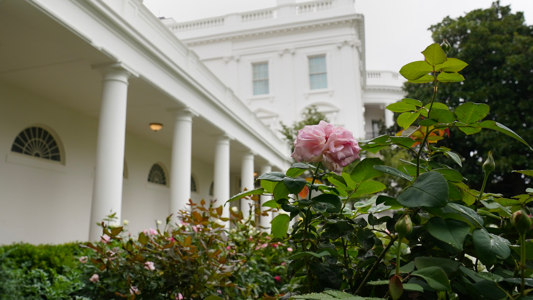 The Blossoming History of the White House Rose Garden