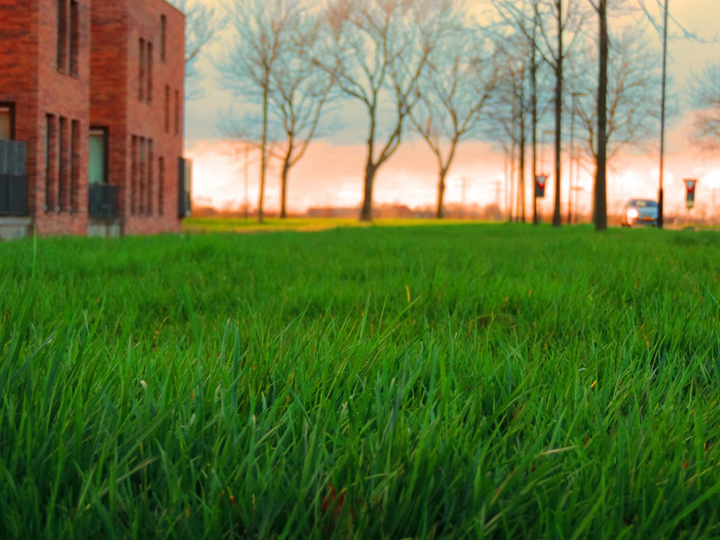 Thirst Trap, some advice for lawn lovers