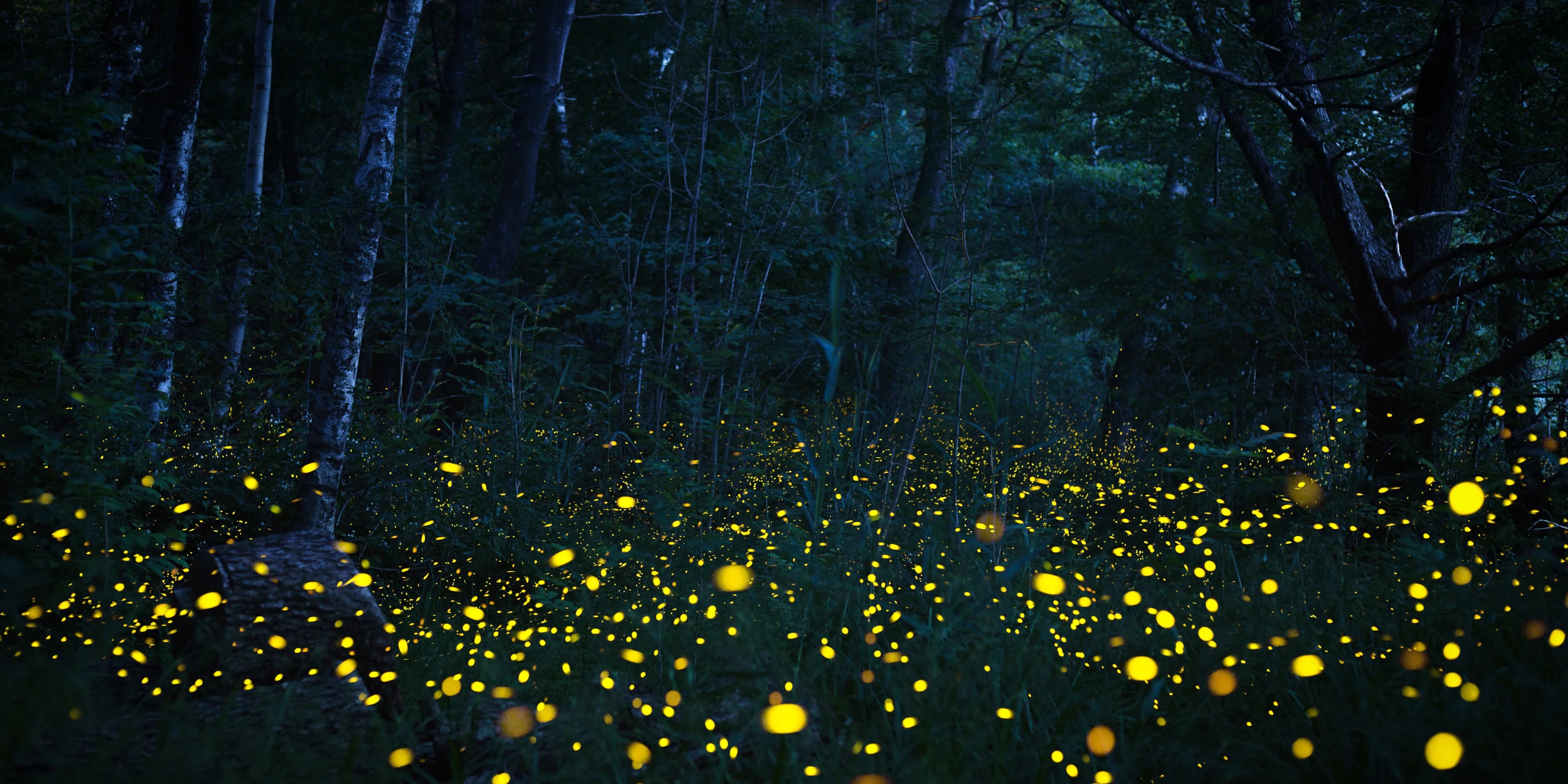 How to Attract Fireflies to Your Garden Party