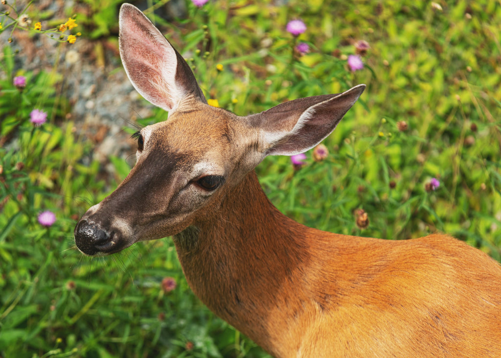 Deer-Proof Plants