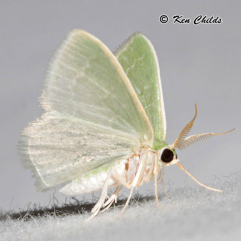 Wavy Lined Moth (Synchlora aerata)