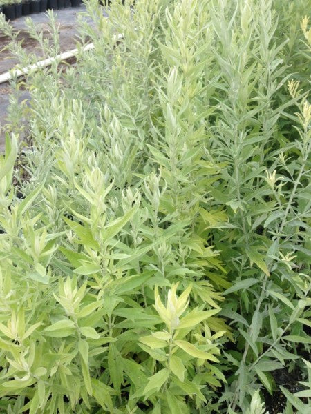 Artemisia 'Prairie'