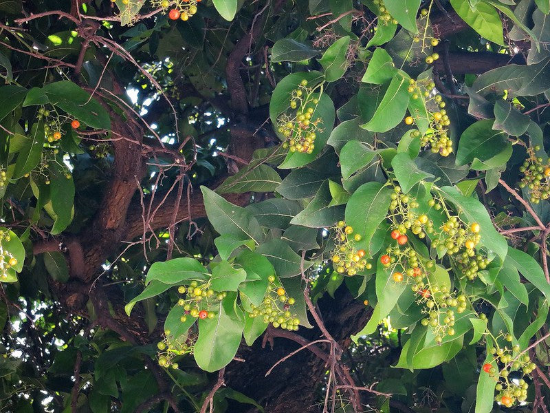 Anacua Tree