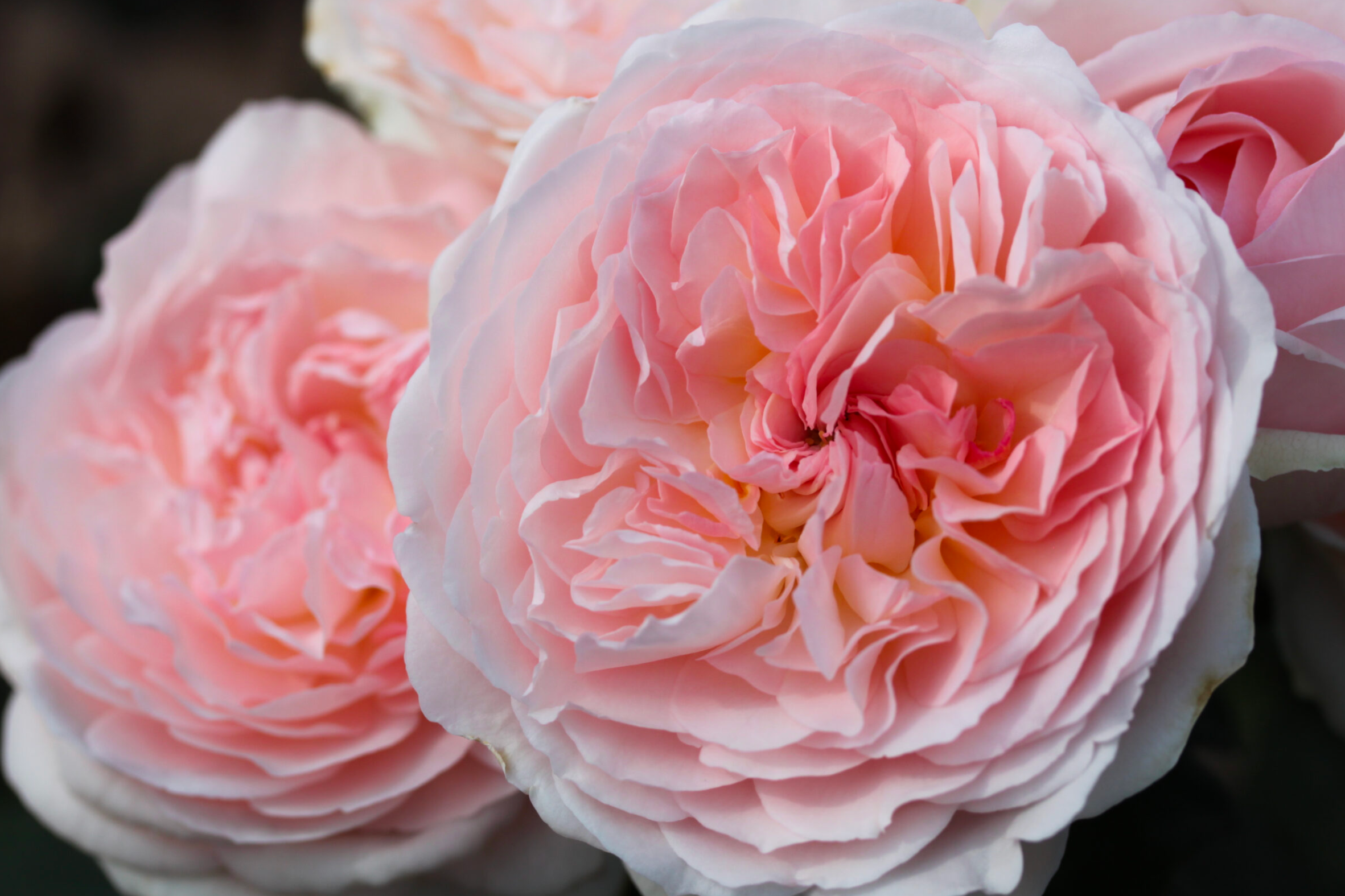 Rose 'Bliss - Parfuma®'