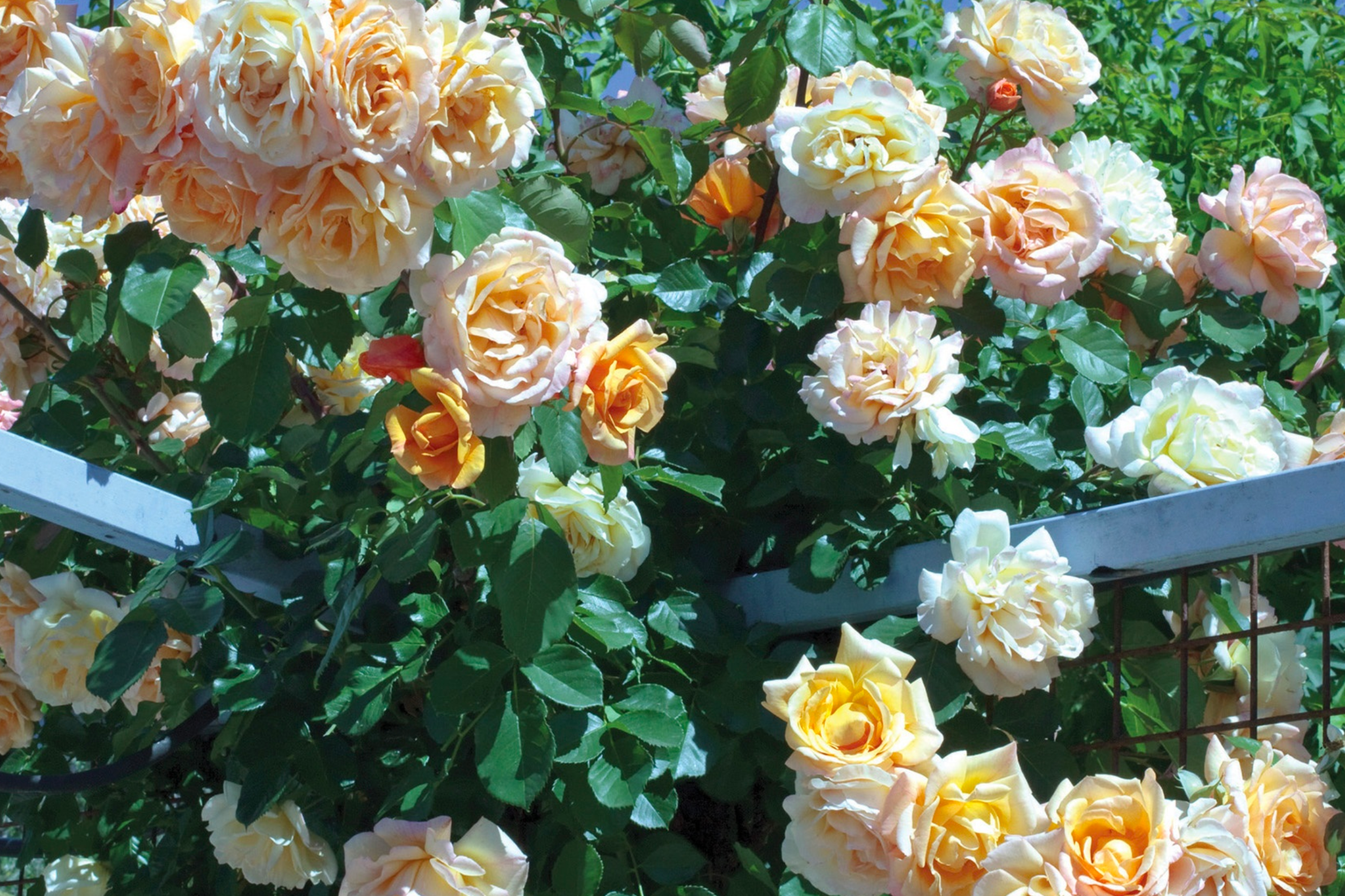 Rose 'Garden Sun™'