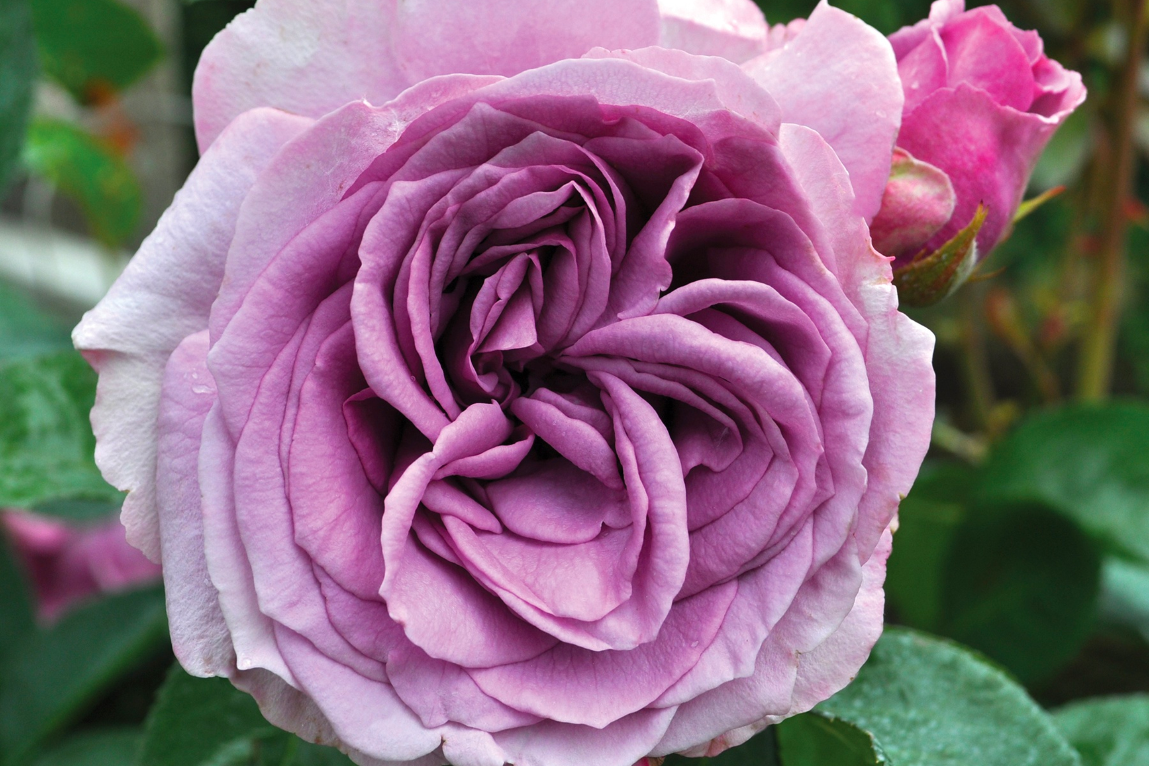 Rose 'Quicksilver- Arborose®'