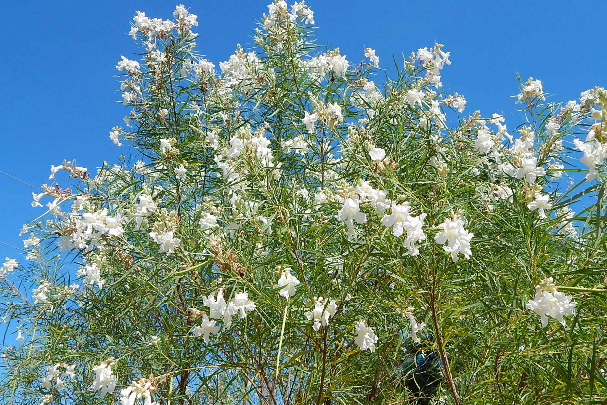 Bubba Desert Willow 'White'
