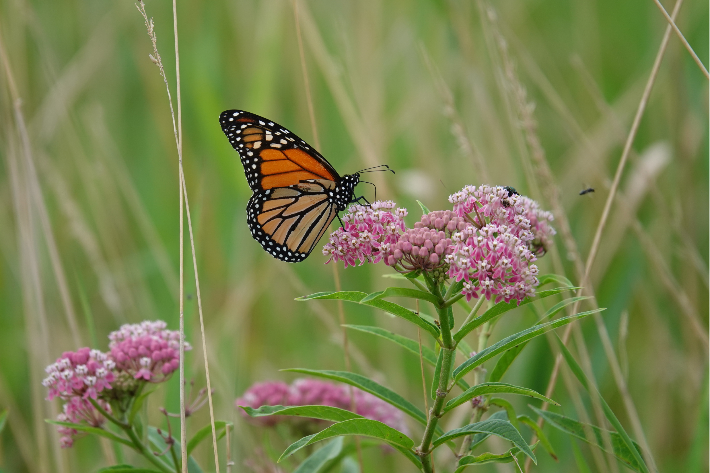 Monarch Butterfly (Danas plexippus)