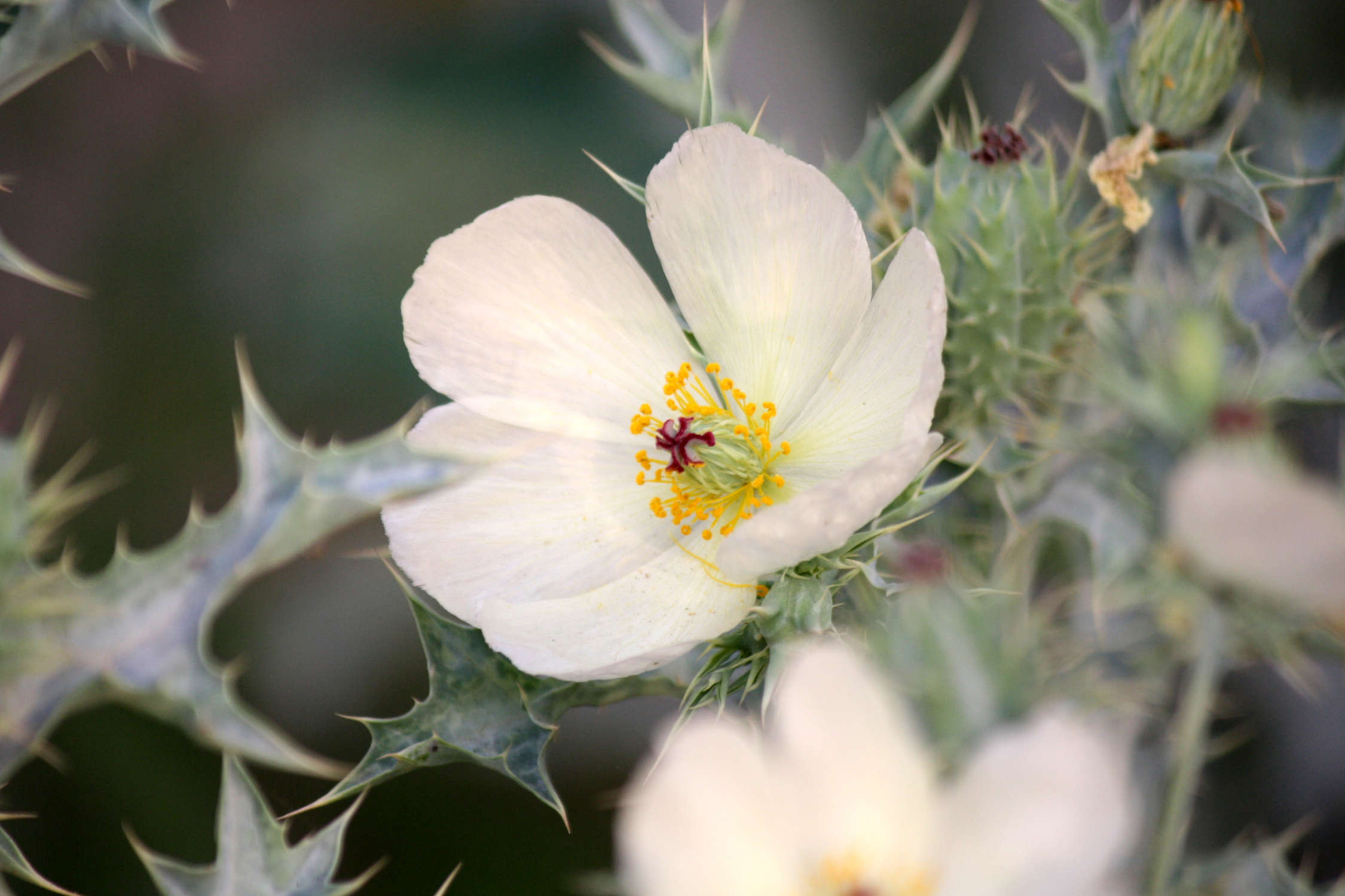 White Prickly Poppy - Seed Packet