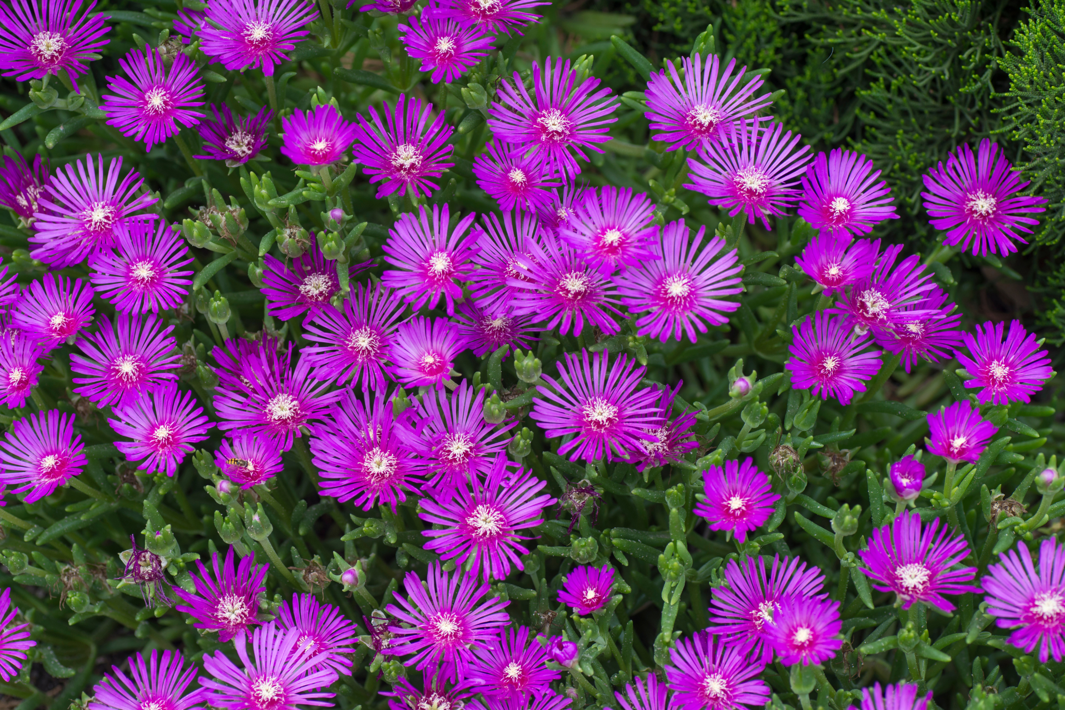 Pink Hardy Ice Plant