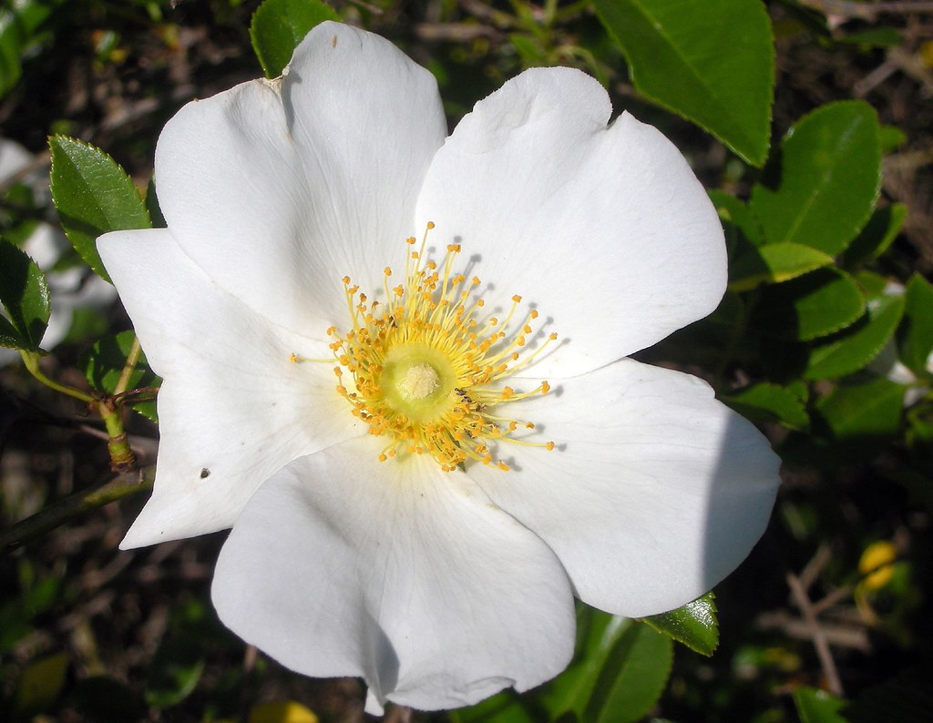 Rose 'Cherokee'