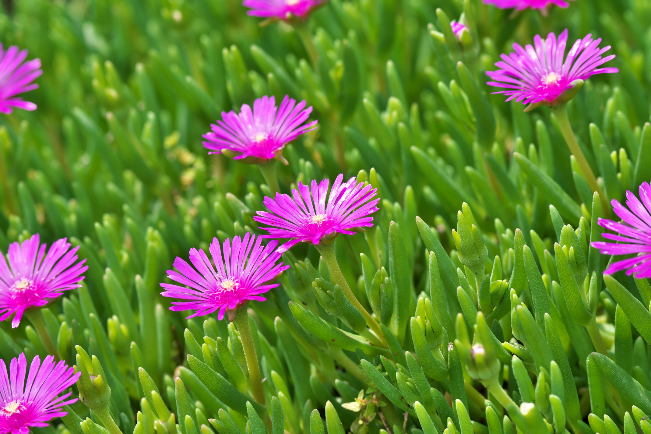 Pink Hardy Ice Plant