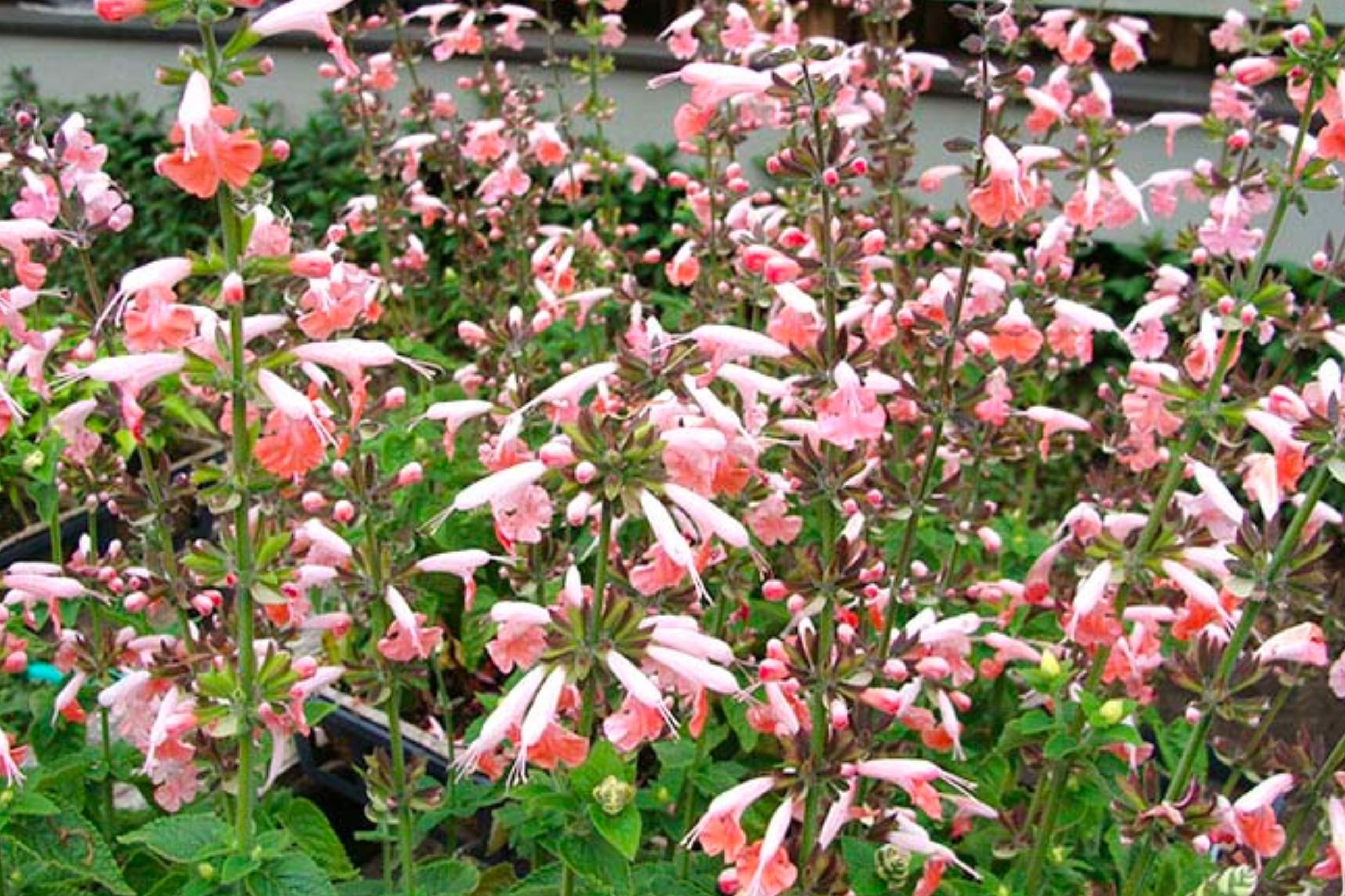 Salvia 'Tropical Pink'