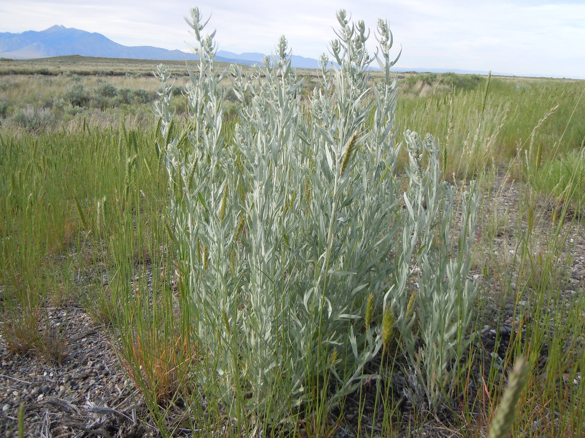 Artemisia 'Prairie'