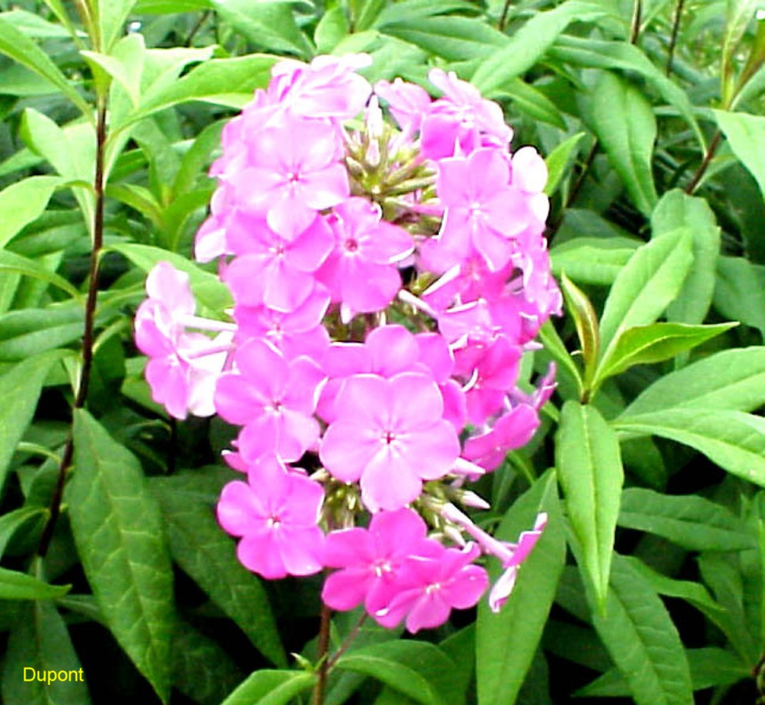 Garden Phlox 'Texas Pink'