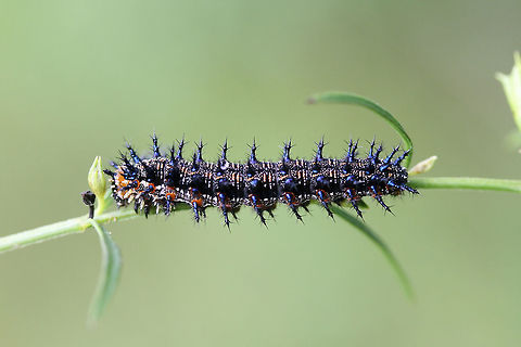 Buckeye larva (Junonia coenia)