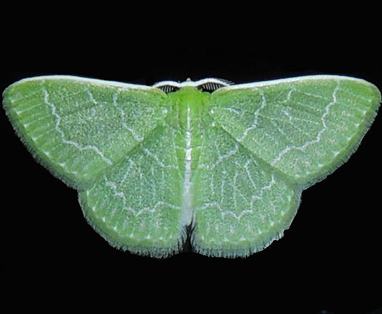 Southern Emerald Moth (Synchlora frondaria)