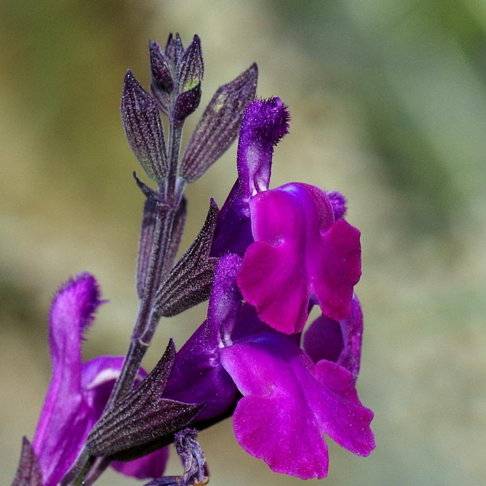 Salvia greggii 'Ultra Violet'