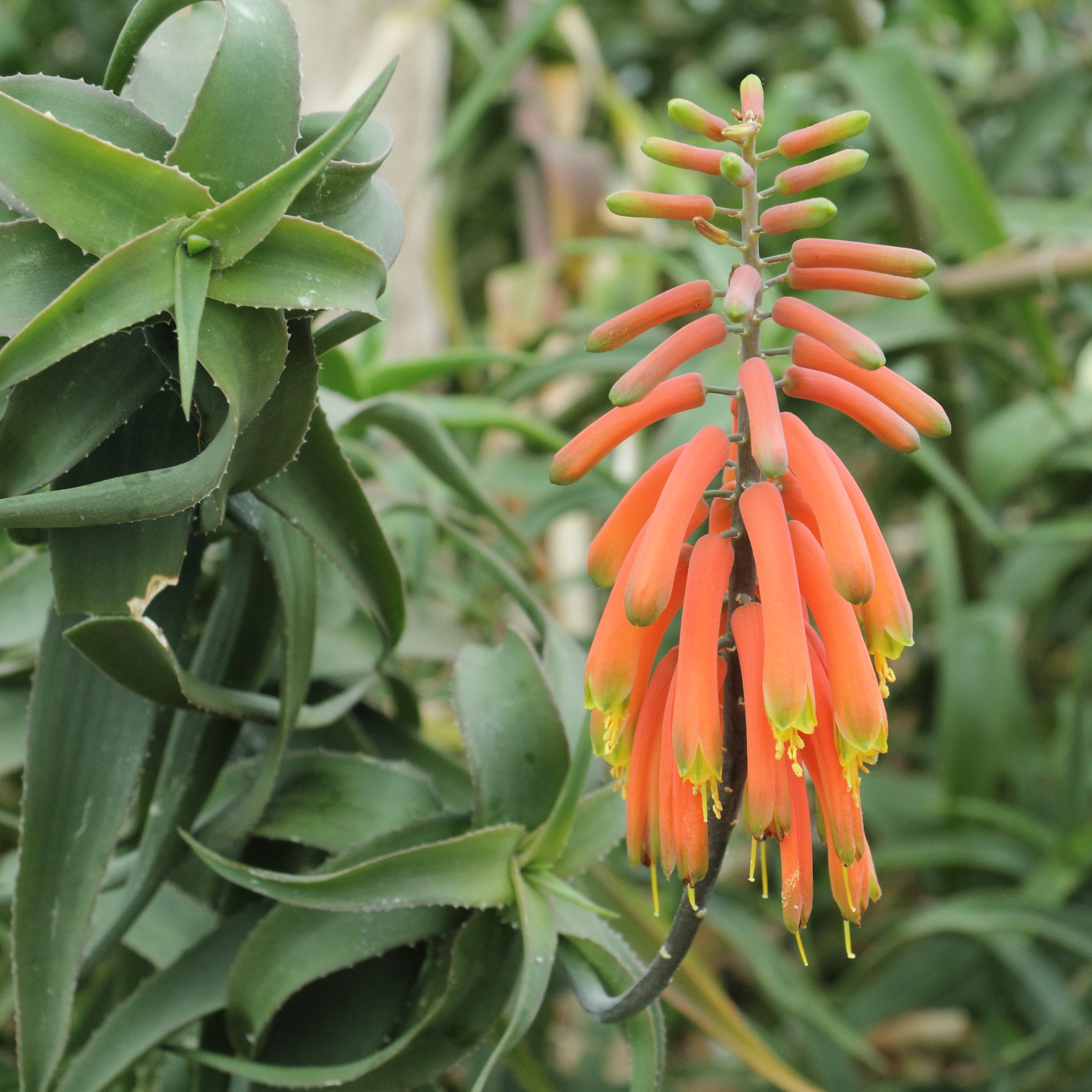 Medicinal Aloe Vera - Orange Flowering