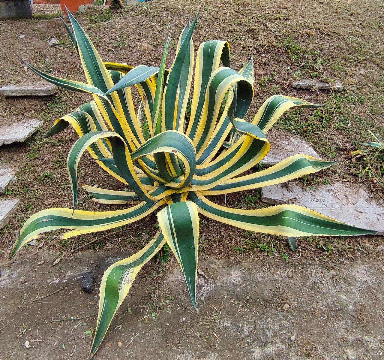Variegated Agave Century Plant