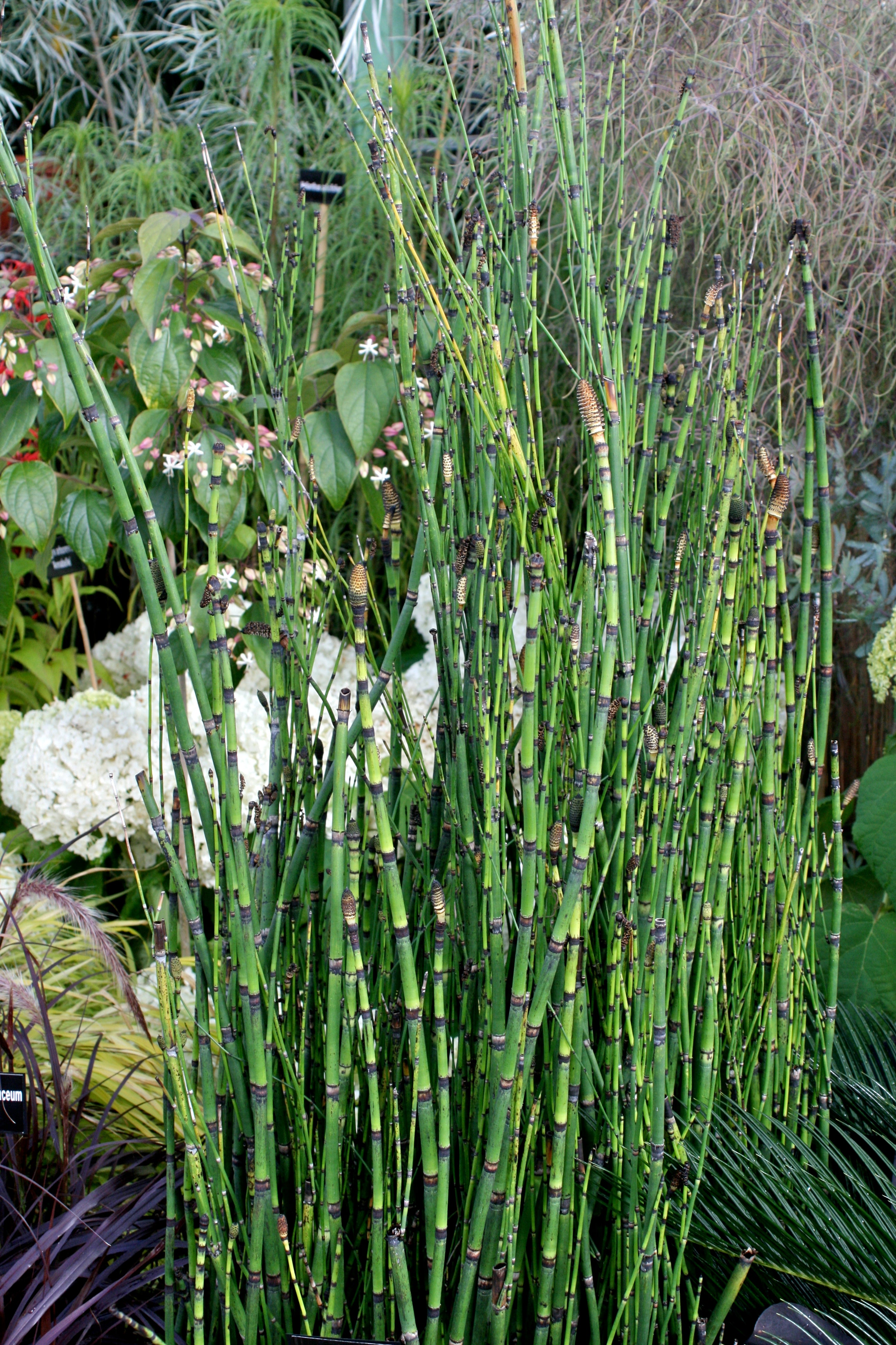 Horsetail Reed