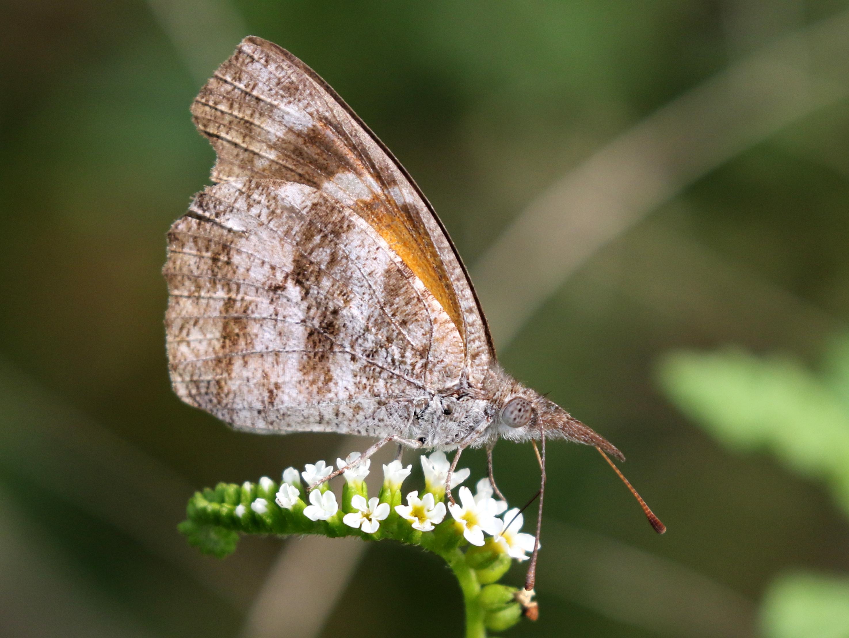 Snout Butterfly (Libytheana carinenta)