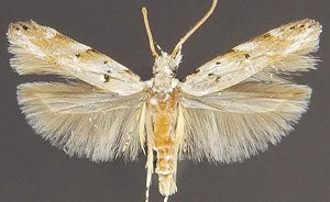 Flower Feeding Moth (Coleotechnites eryngiella)