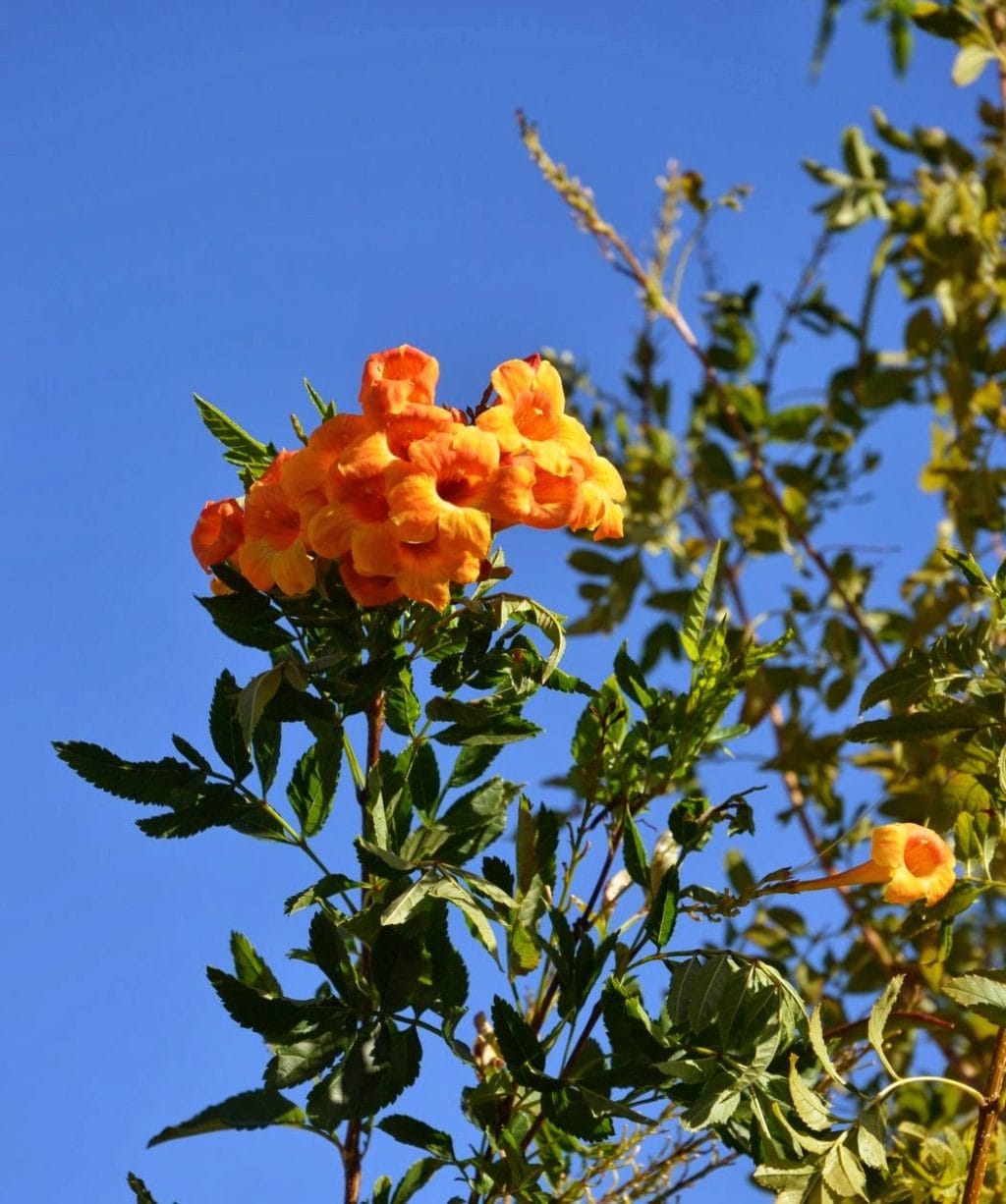 Esperanza 'Orange Jubilee'
