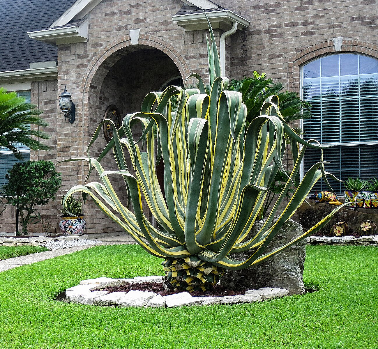 Variegated Agave Century Plant