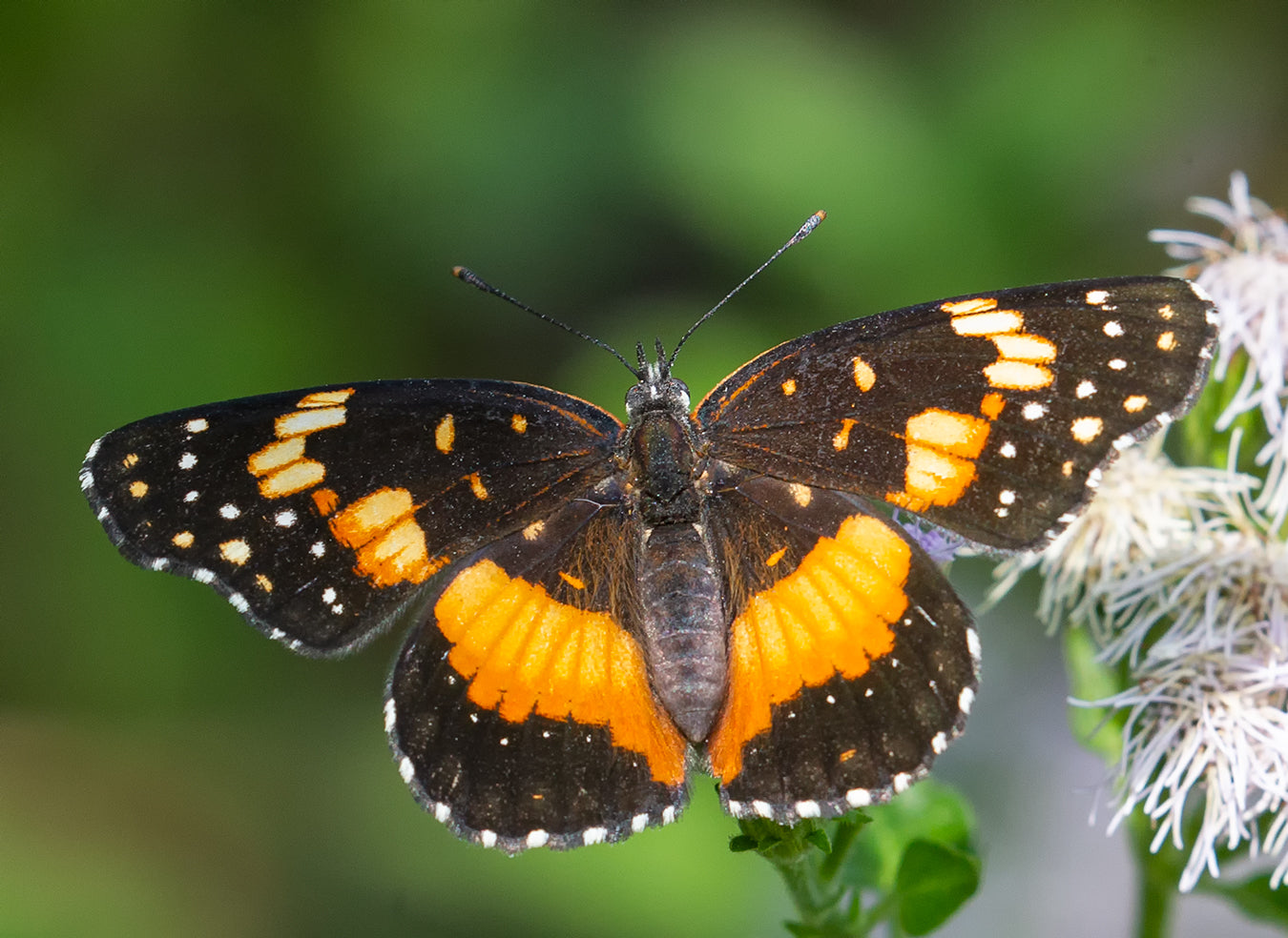 Bordered Patch Butterfly (Chlosyne lacinia)