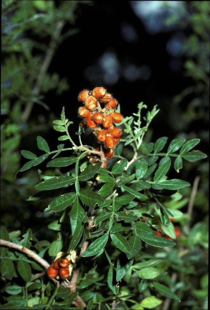 Little Leaf Sumac