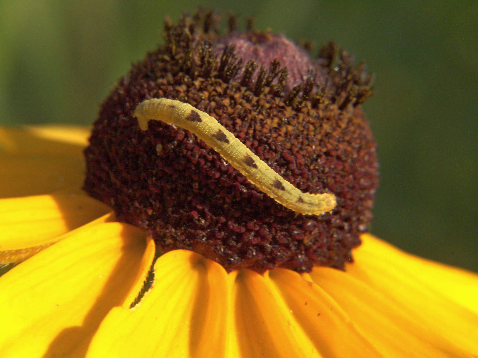 Common Eupithecia (Eupithesia miserulata) larva