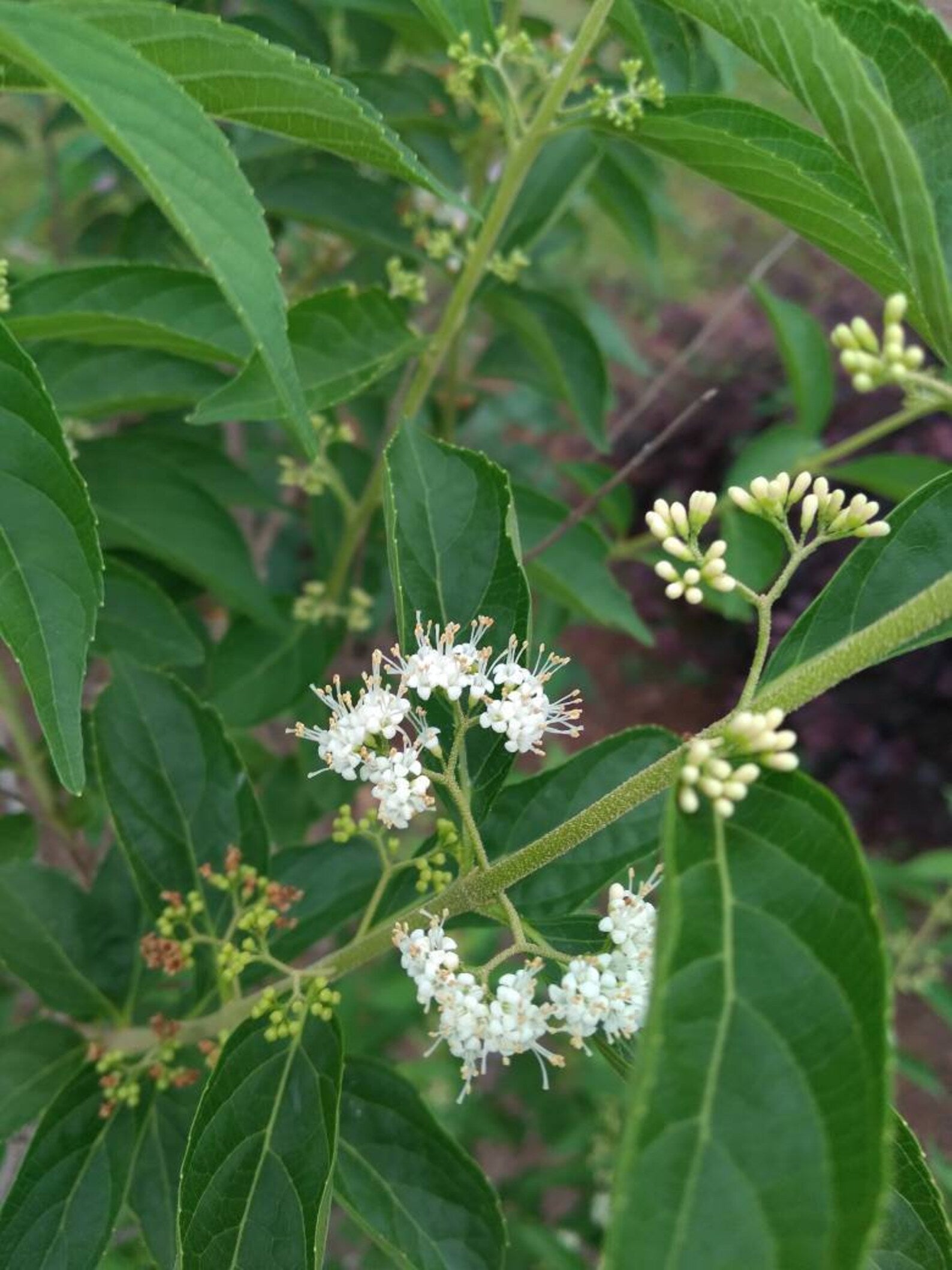 American Beautyberry - White