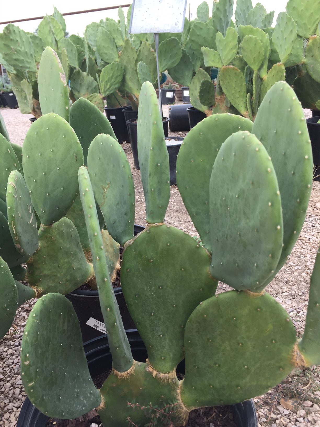Prickly Pear 'Spineless'