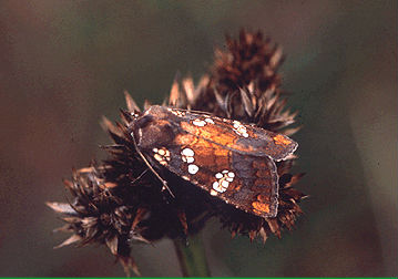 Stem Borer Moth (Papaipema eryngii)