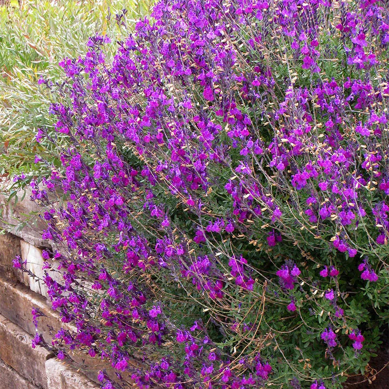 Salvia greggii 'Violet'