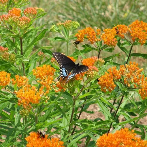 Black Swallowtail (Papilio polyxenes)