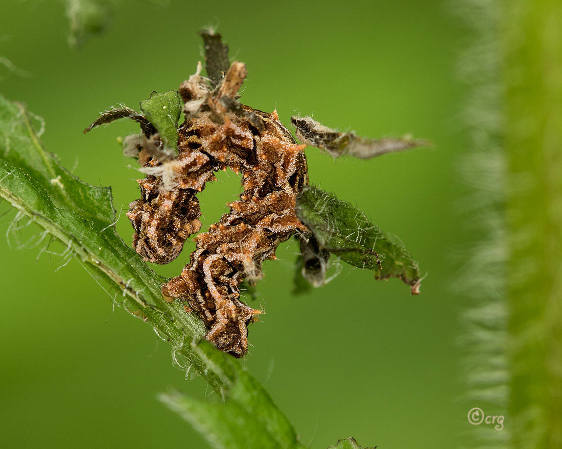 Wavy Lined Moth (Synchlora aerata) larva