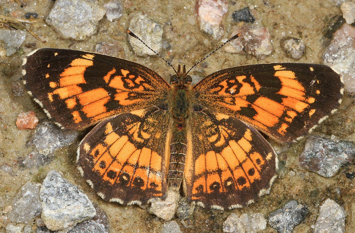 Silvery Checkerspot butterfly