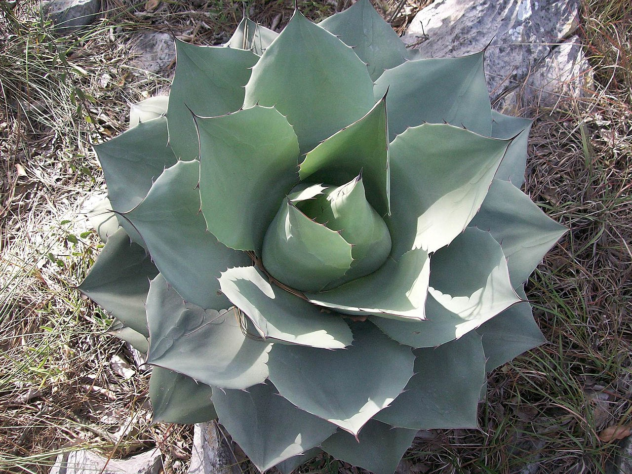 Agave 'Whale's Tongue'