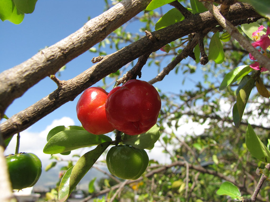 Dwarf Barbados Cherry